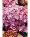 Гортензия широколистная Адула / Гортензия Адула|Hydrangea macrophylla Adula / Hydrangea Adula|Гортензія широколиста Адула / Гортензія Адула 